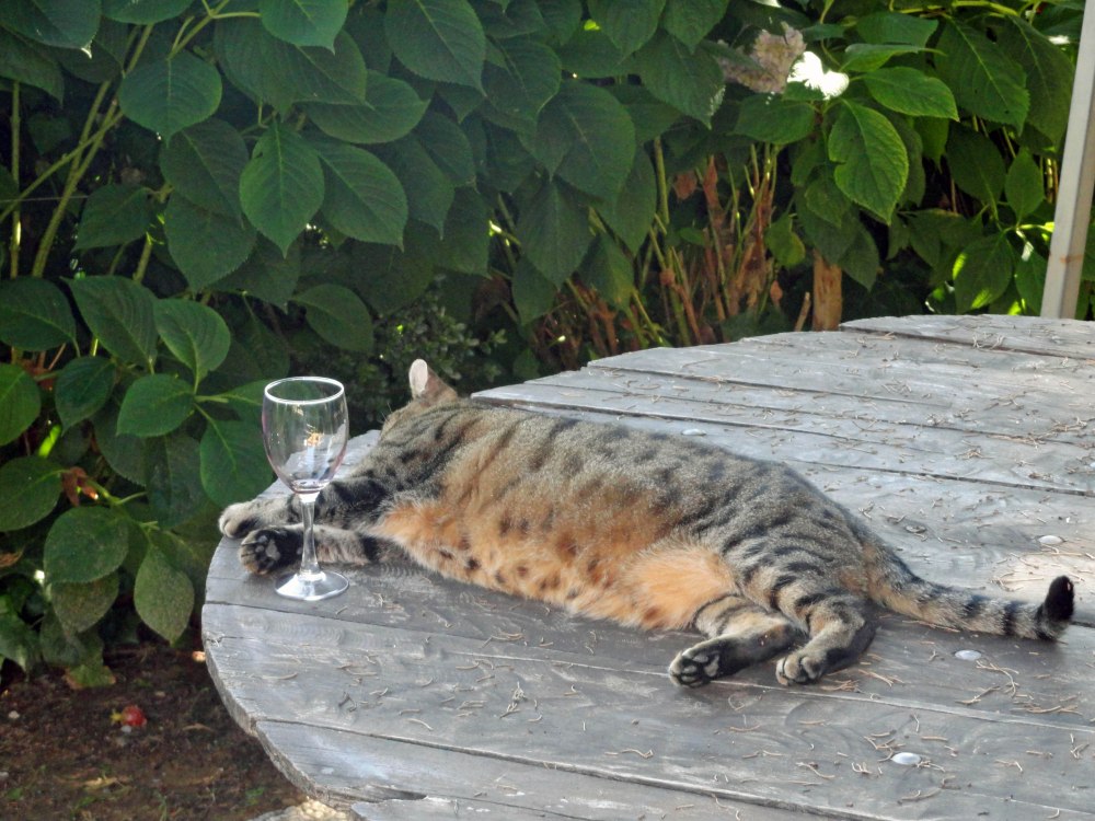 tuscany-cat-wine.jpg